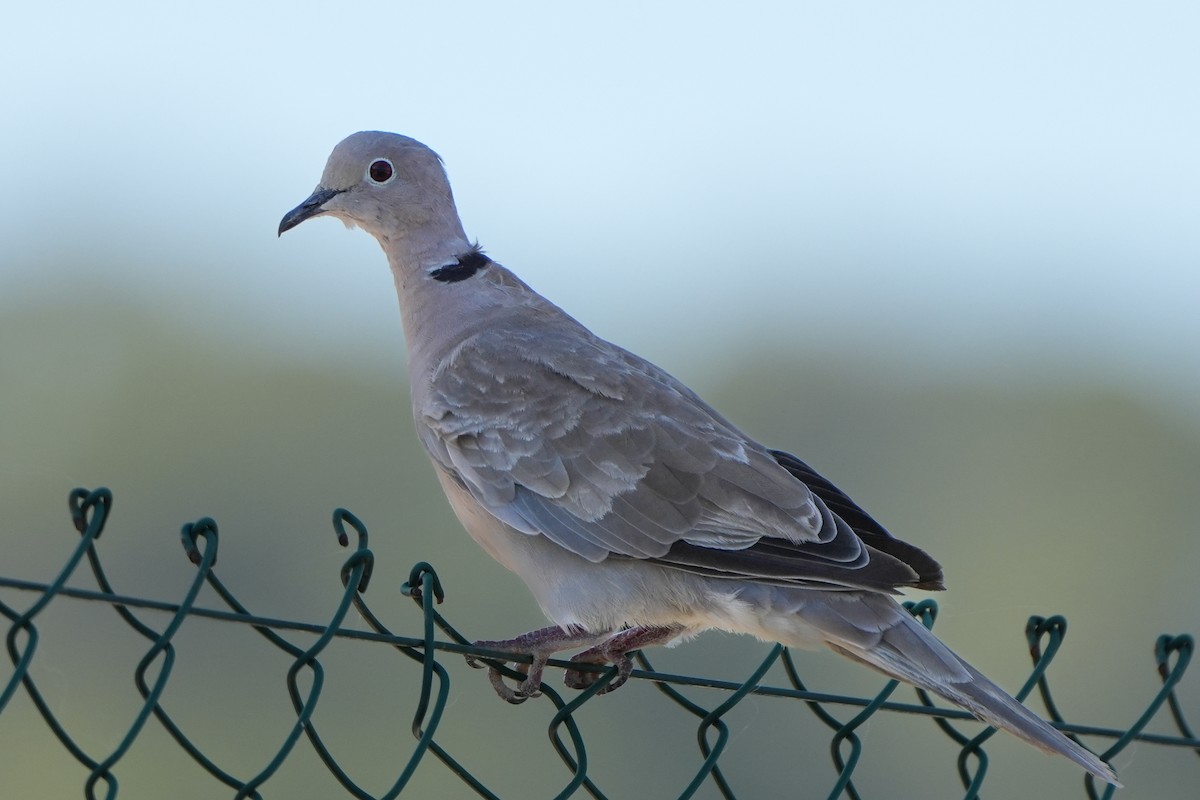 Eurasian Collared-Dove - ML613865753