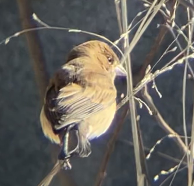 Indigo Bunting - ML613865757