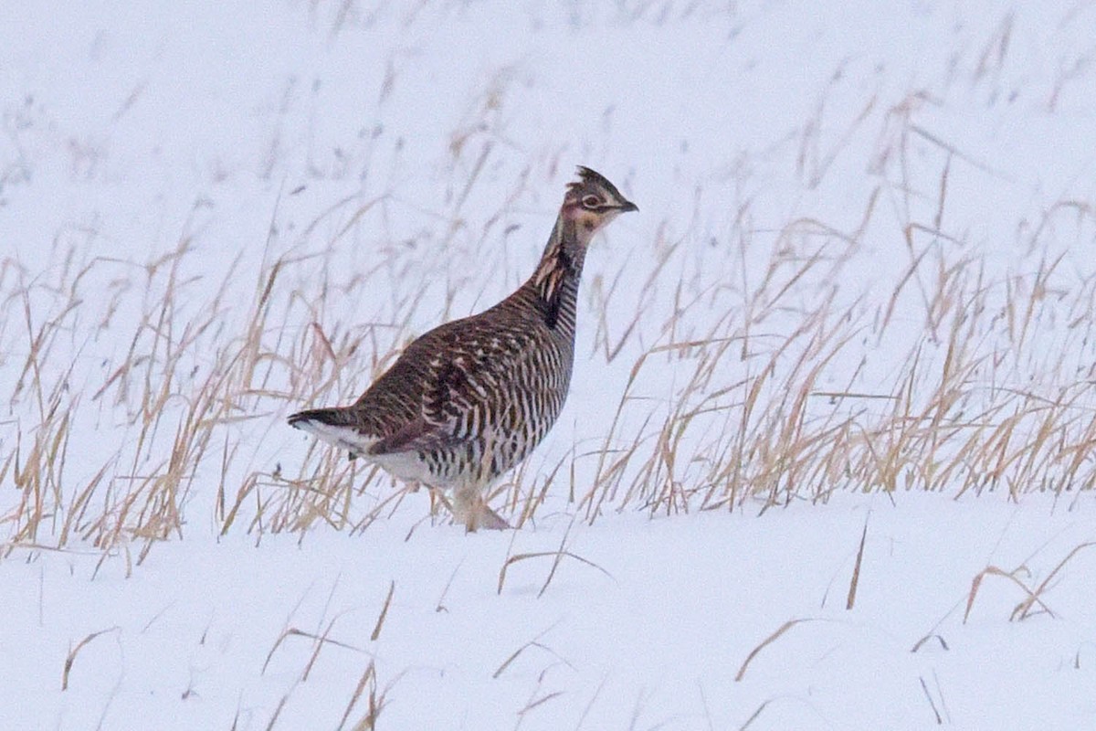 Greater Prairie-Chicken - ML613865813