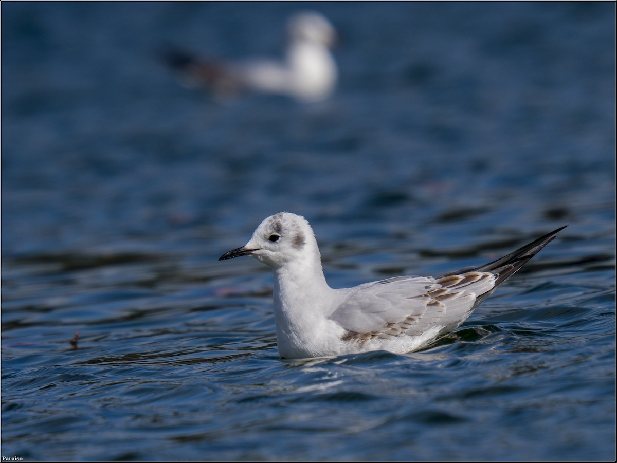 Bonaparte's Gull - ML613865903