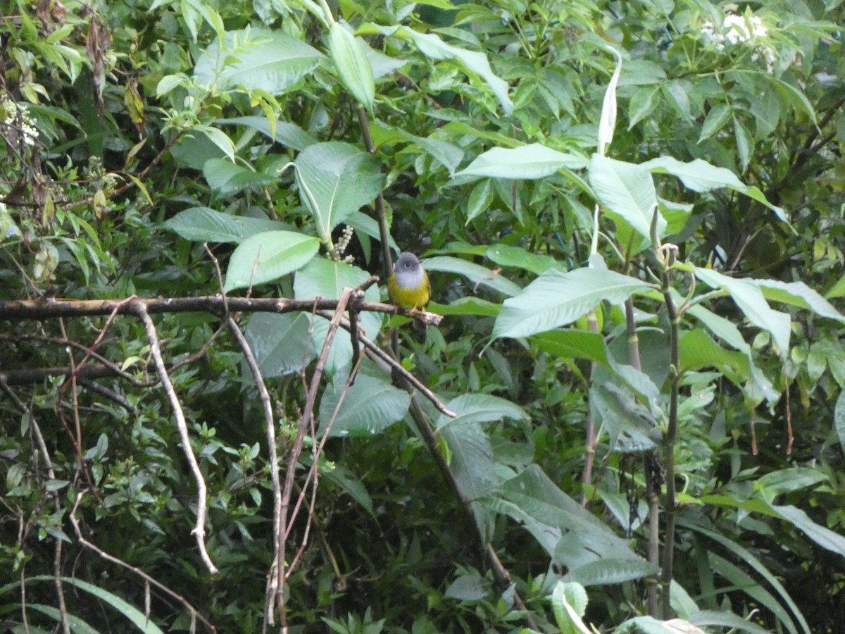 Gray-headed Canary-Flycatcher - Vasco Mendes