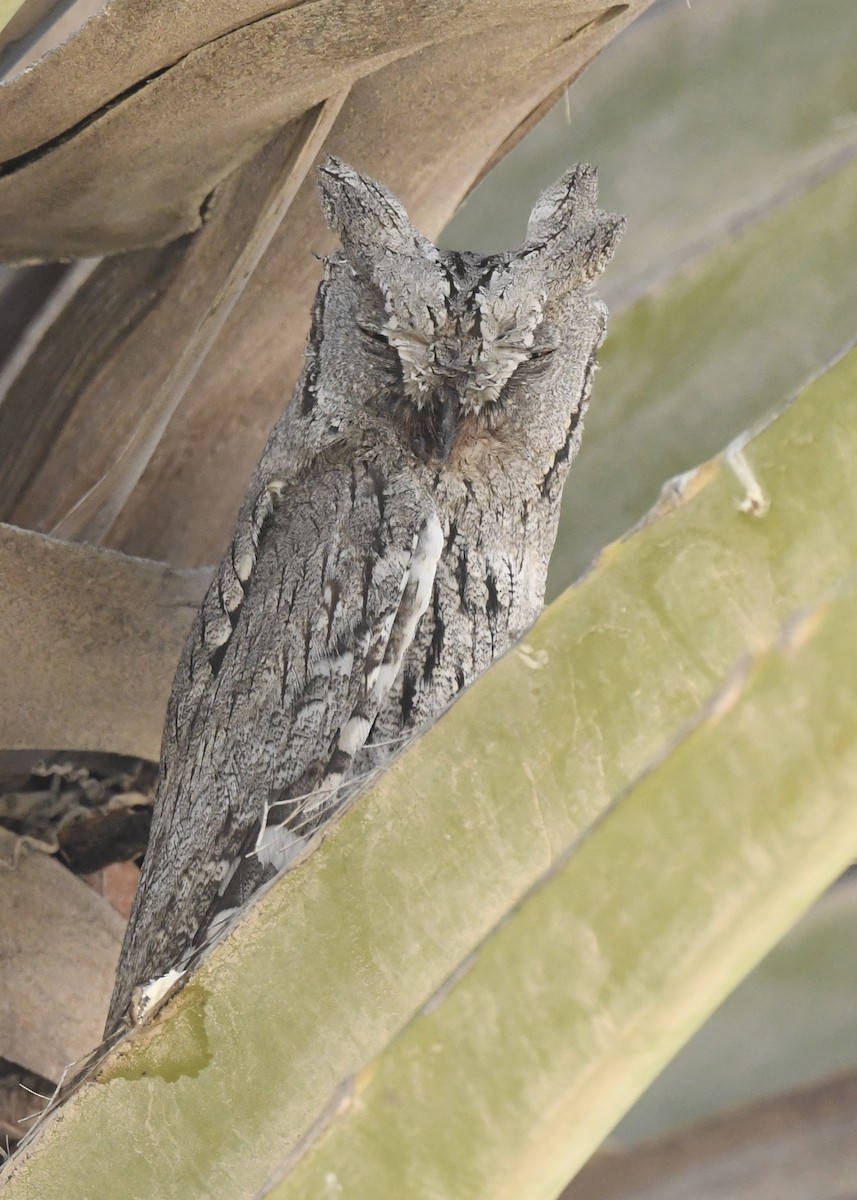 Eurasian Scops-Owl - ML613865983