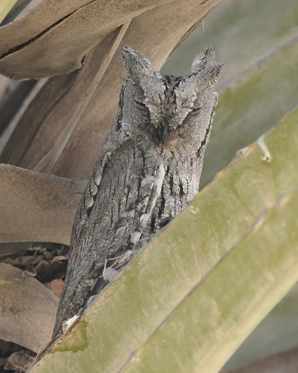 Eurasian Scops-Owl - ML613865985