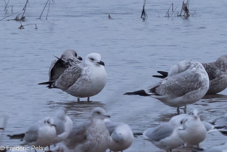 Caspian Gull - ML613865994