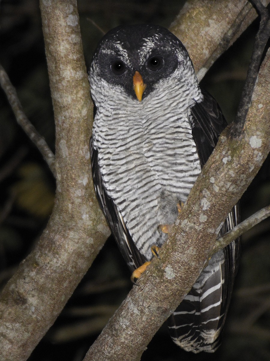 Black-and-white Owl - ML613866040