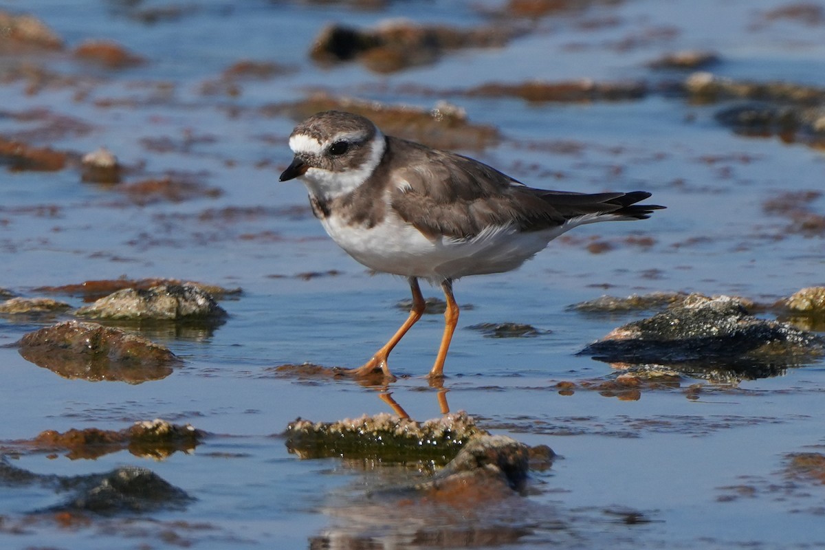 Common Ringed Plover - ML613866091