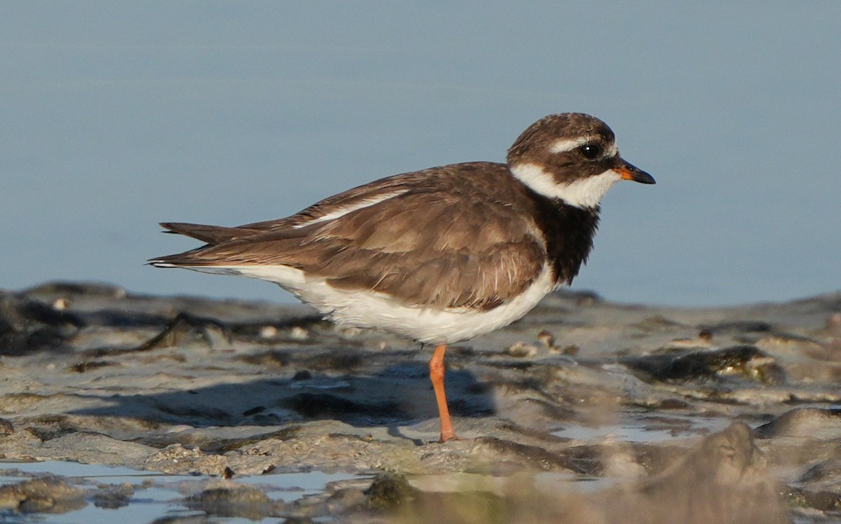 Common Ringed Plover - ML613866101