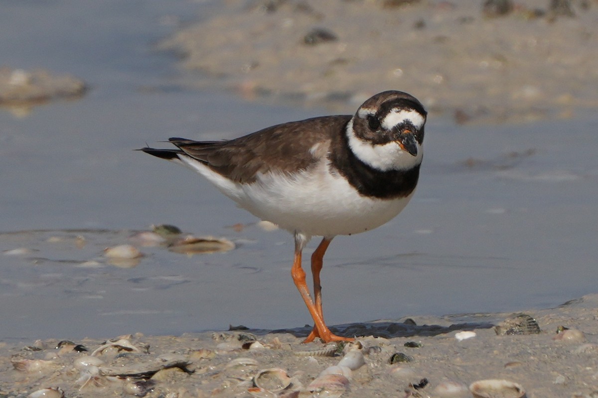Common Ringed Plover - ML613866112
