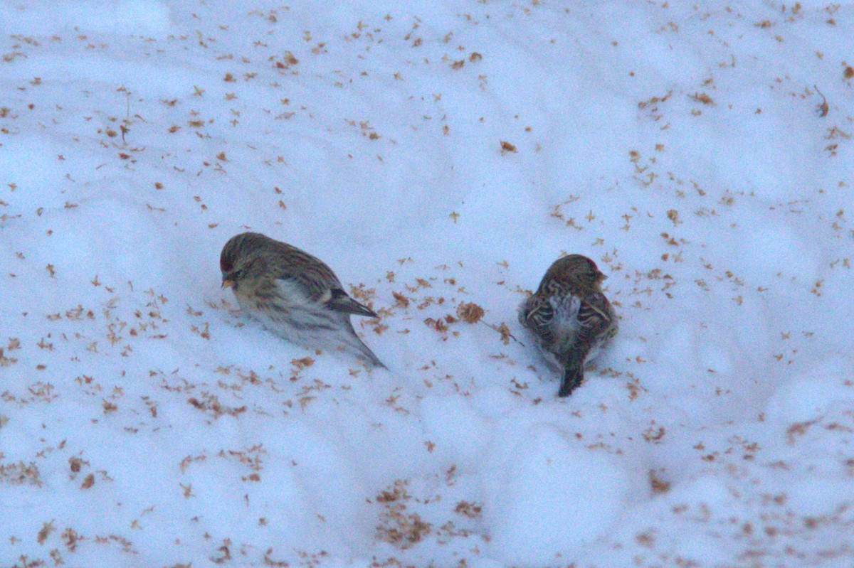 Hoary Redpoll - ML613866142