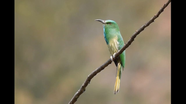 Blue-bearded Bee-eater - ML613866198