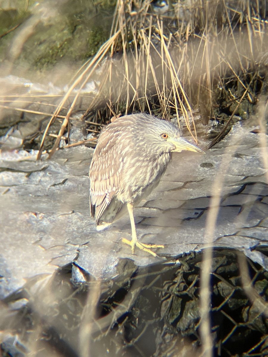 Black-crowned Night Heron - ML613866300