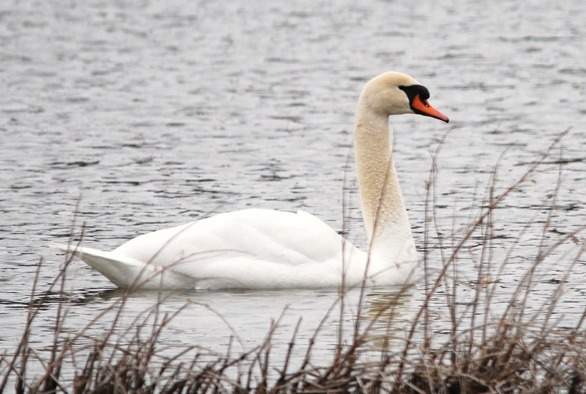 Cygne tuberculé - ML613866357