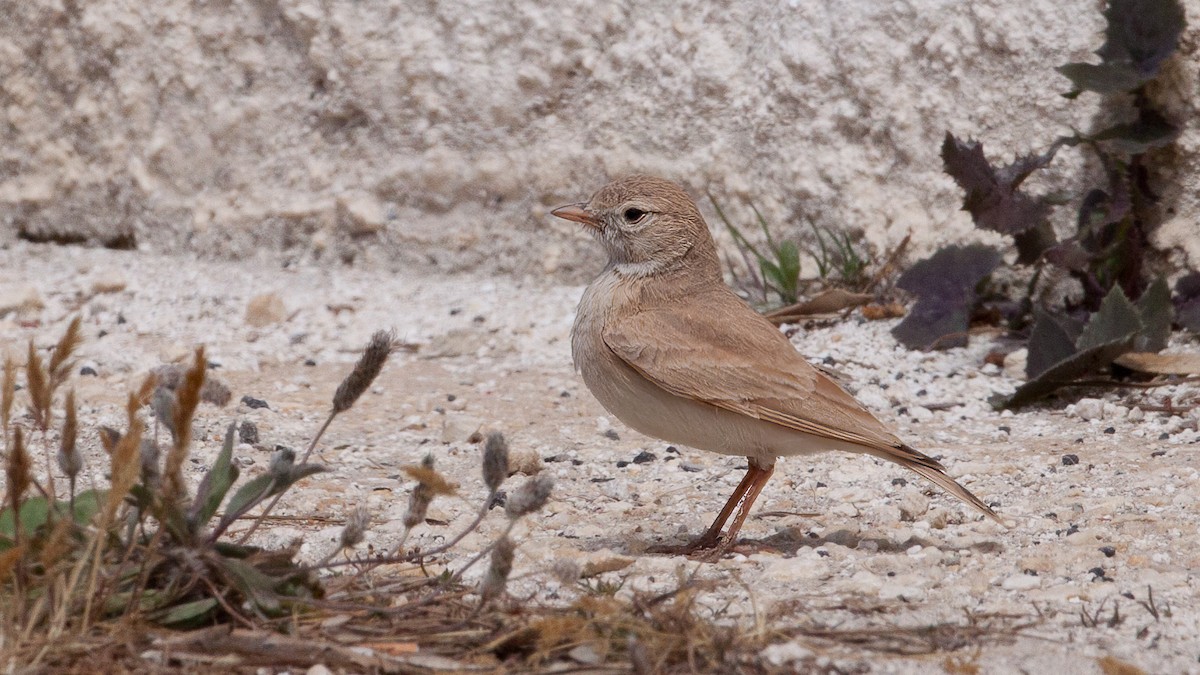 Bar-tailed Lark - Paul Mansz