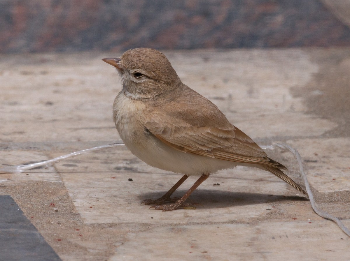 Bar-tailed Lark - Paul Mansz