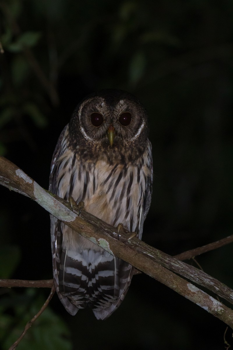 Mottled Owl - ML613866388