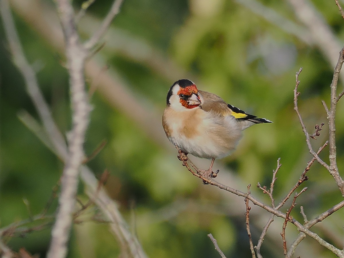European Goldfinch - Andy Taylor
