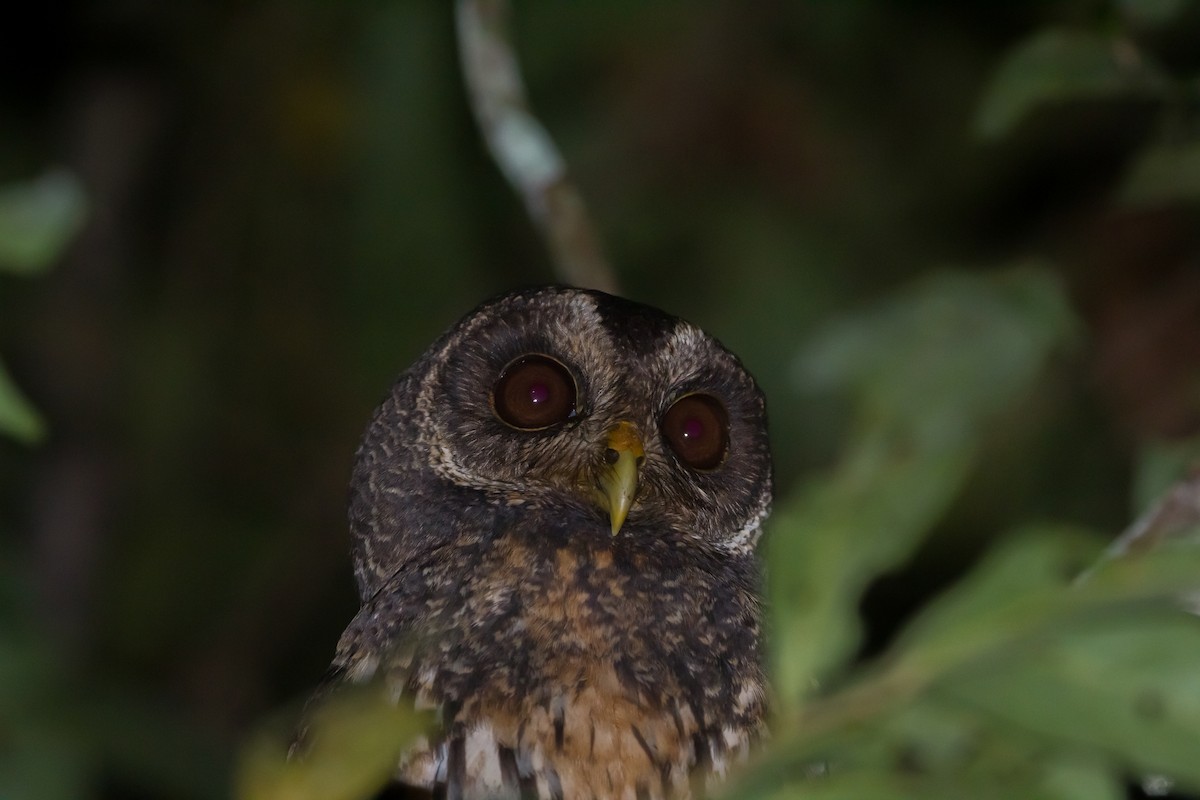 Mottled Owl - ML613866396