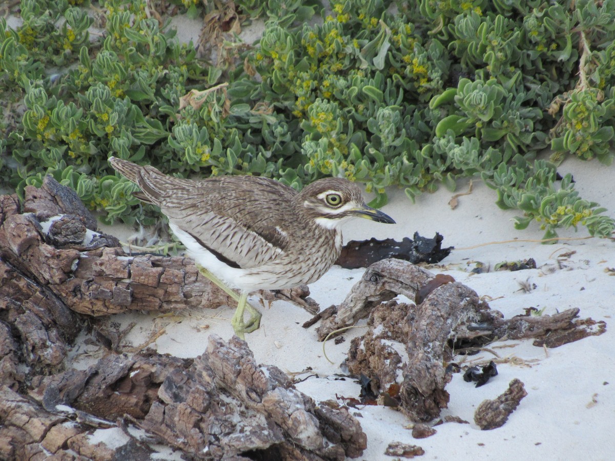 Water Thick-knee - ML613866414