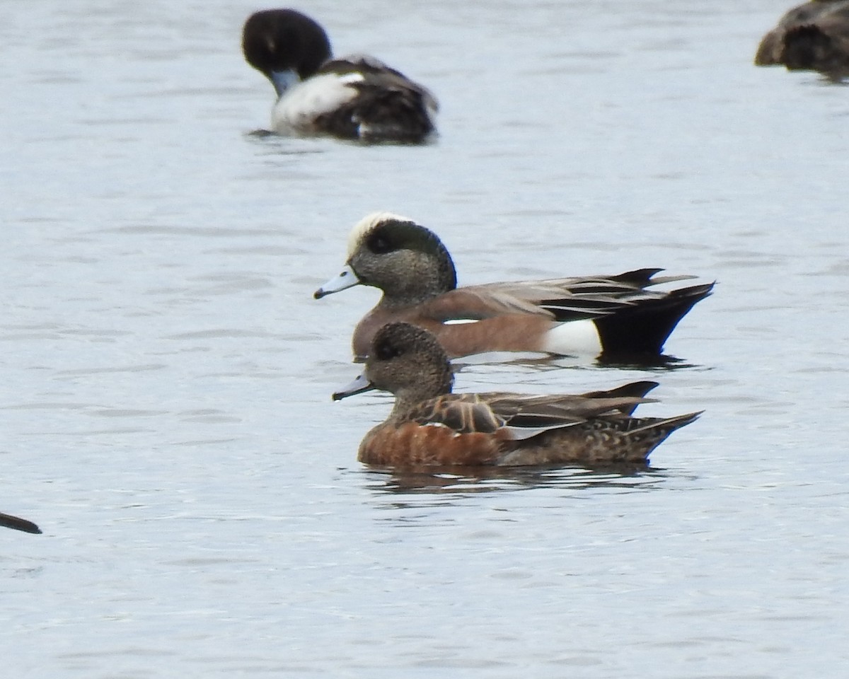 American Wigeon - ML613866438