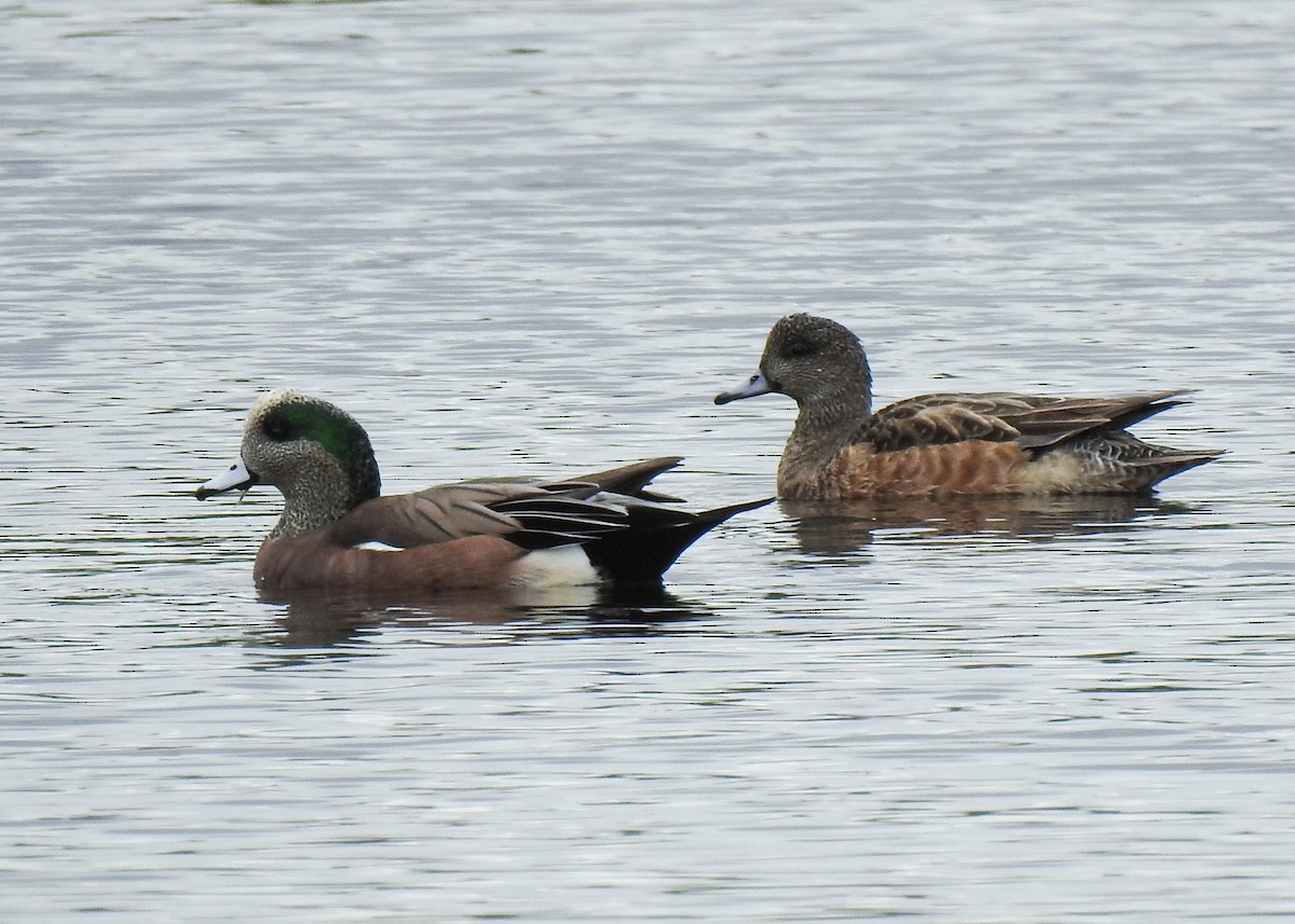 American Wigeon - ML613866441