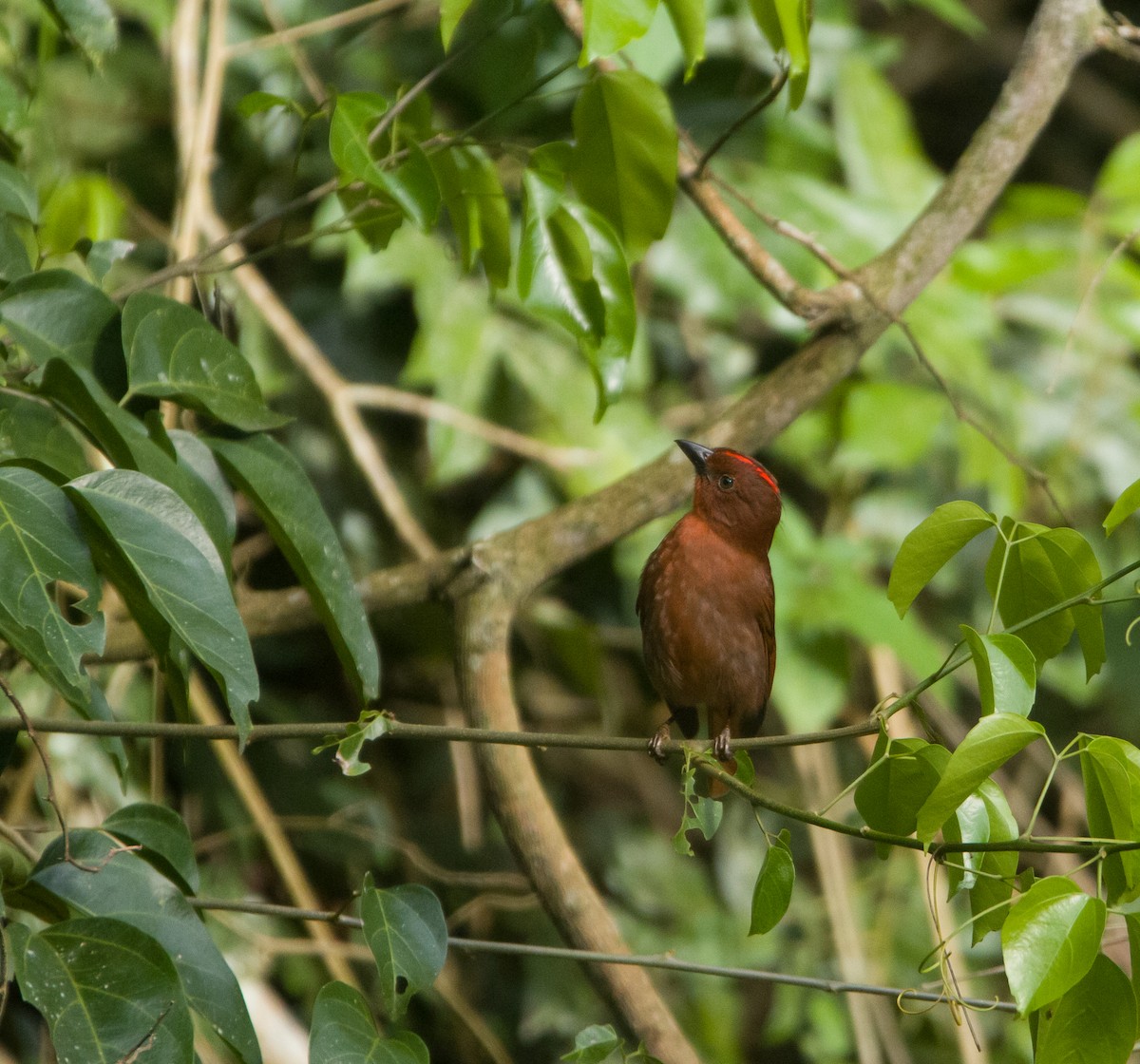 Red-crowned Ant-Tanager - ML613866445