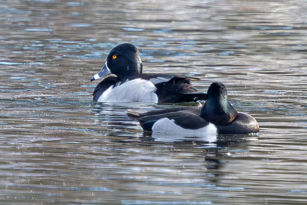 Ring-necked Duck - ML613866482