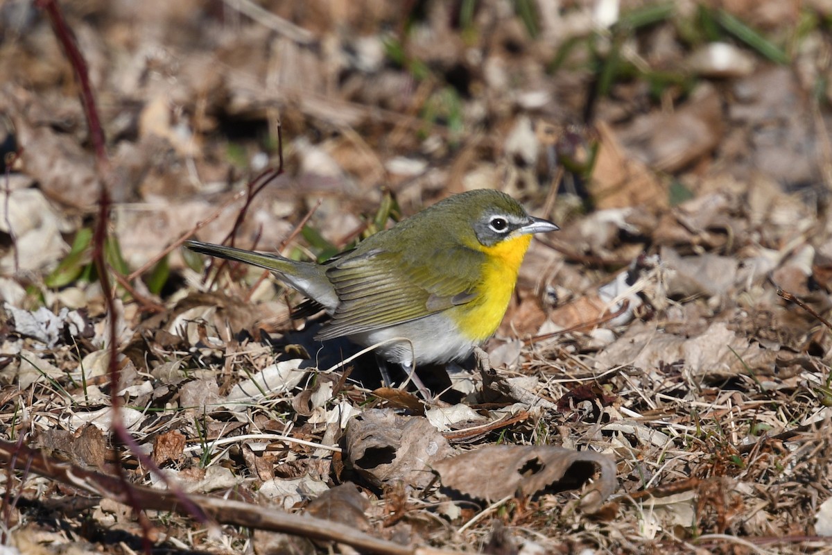 Yellow-breasted Chat - ML613866516