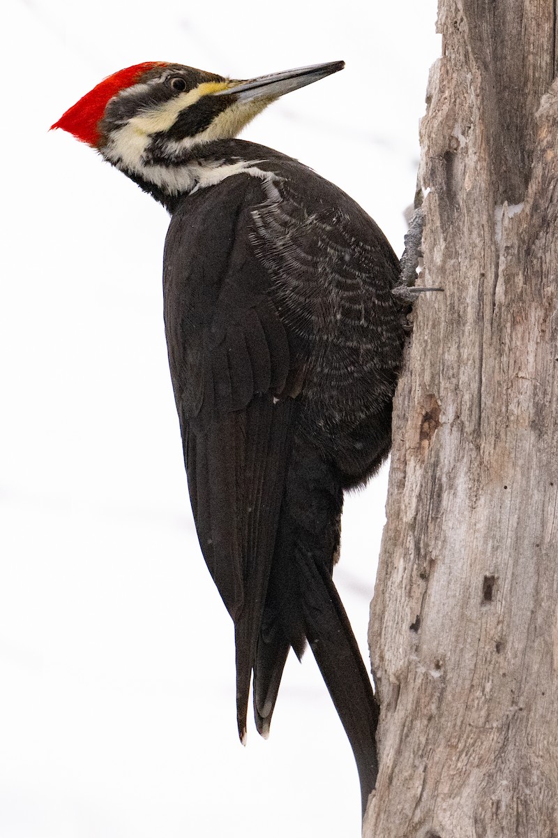 Pileated Woodpecker - ML613866579