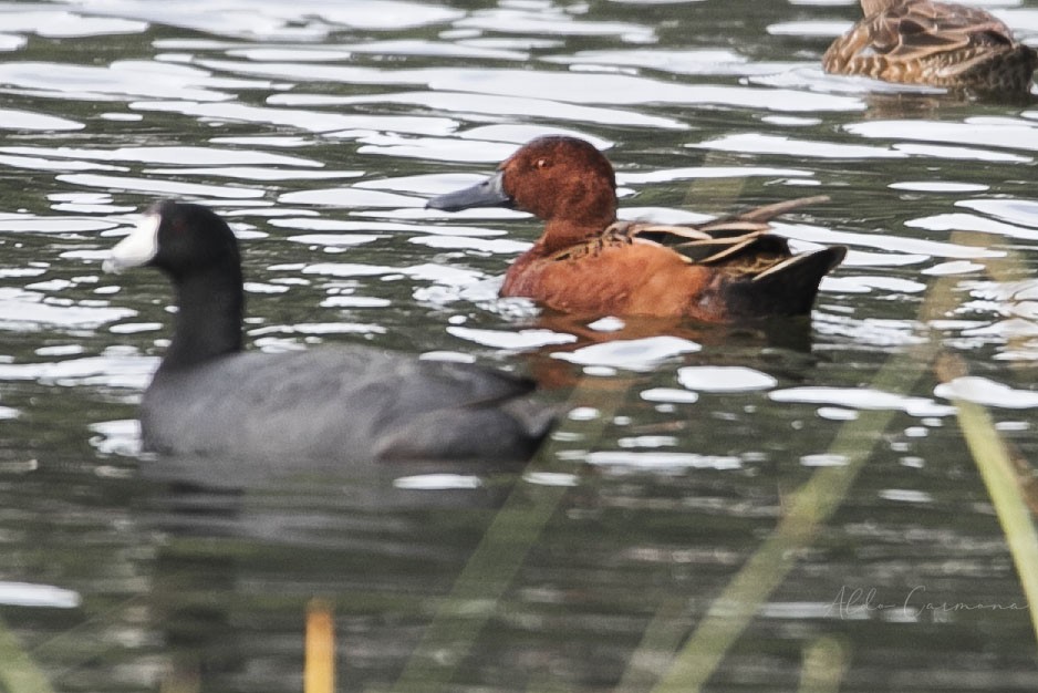 Cinnamon Teal - Aldo Carmona