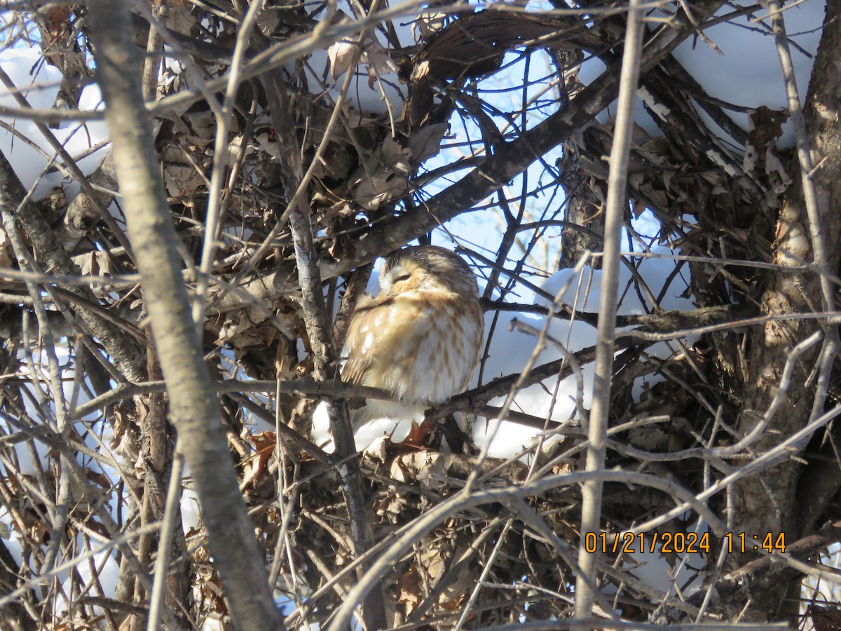 Northern Saw-whet Owl - ML613866774