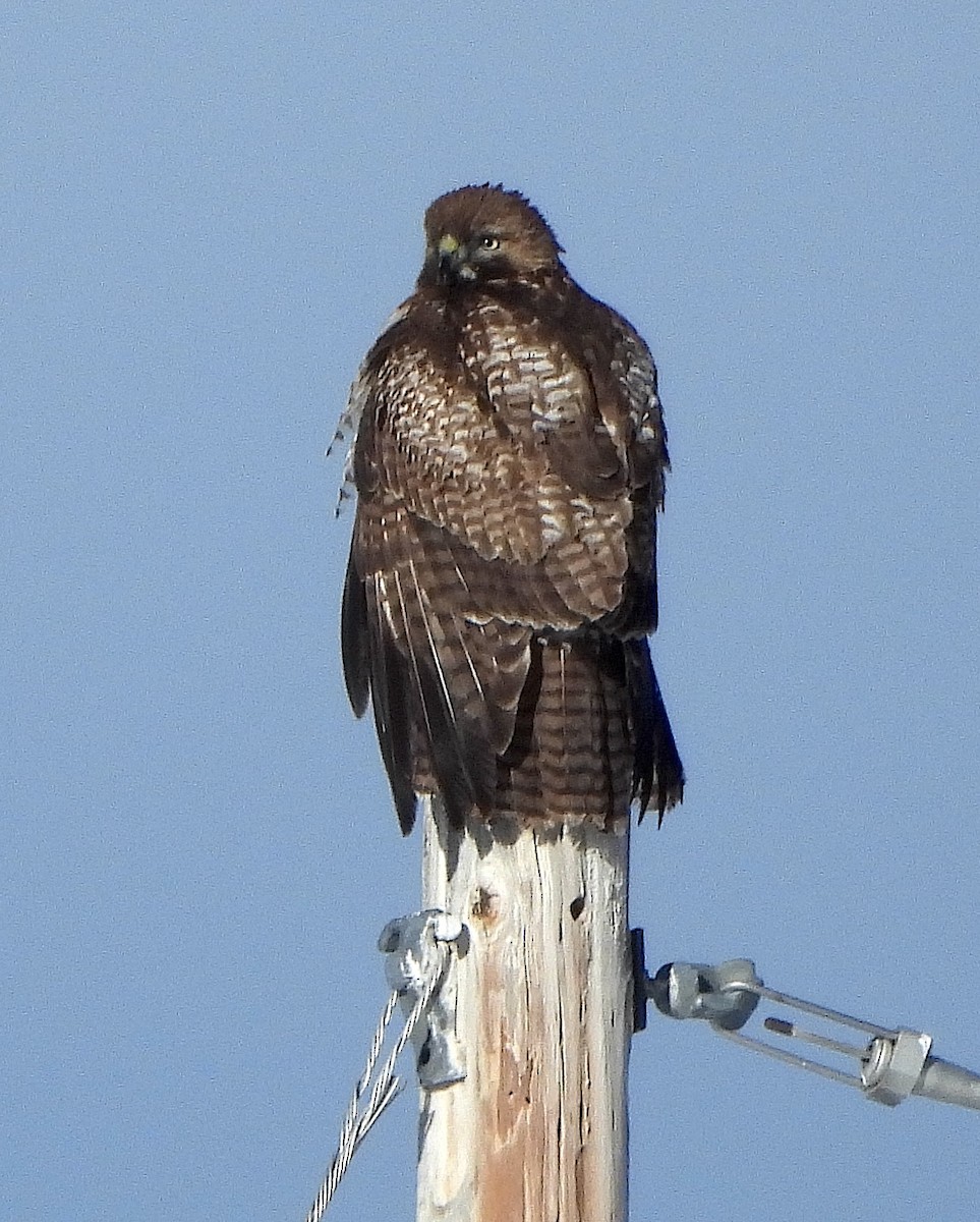 Red-tailed Hawk - ML613866809