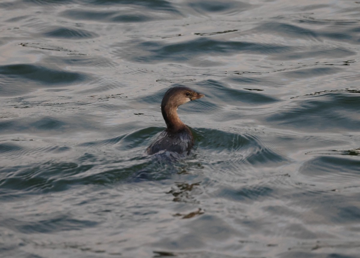 Pied-billed Grebe - Kevin Sarsfield