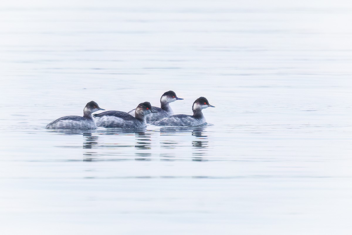 Eared Grebe - ML613866875