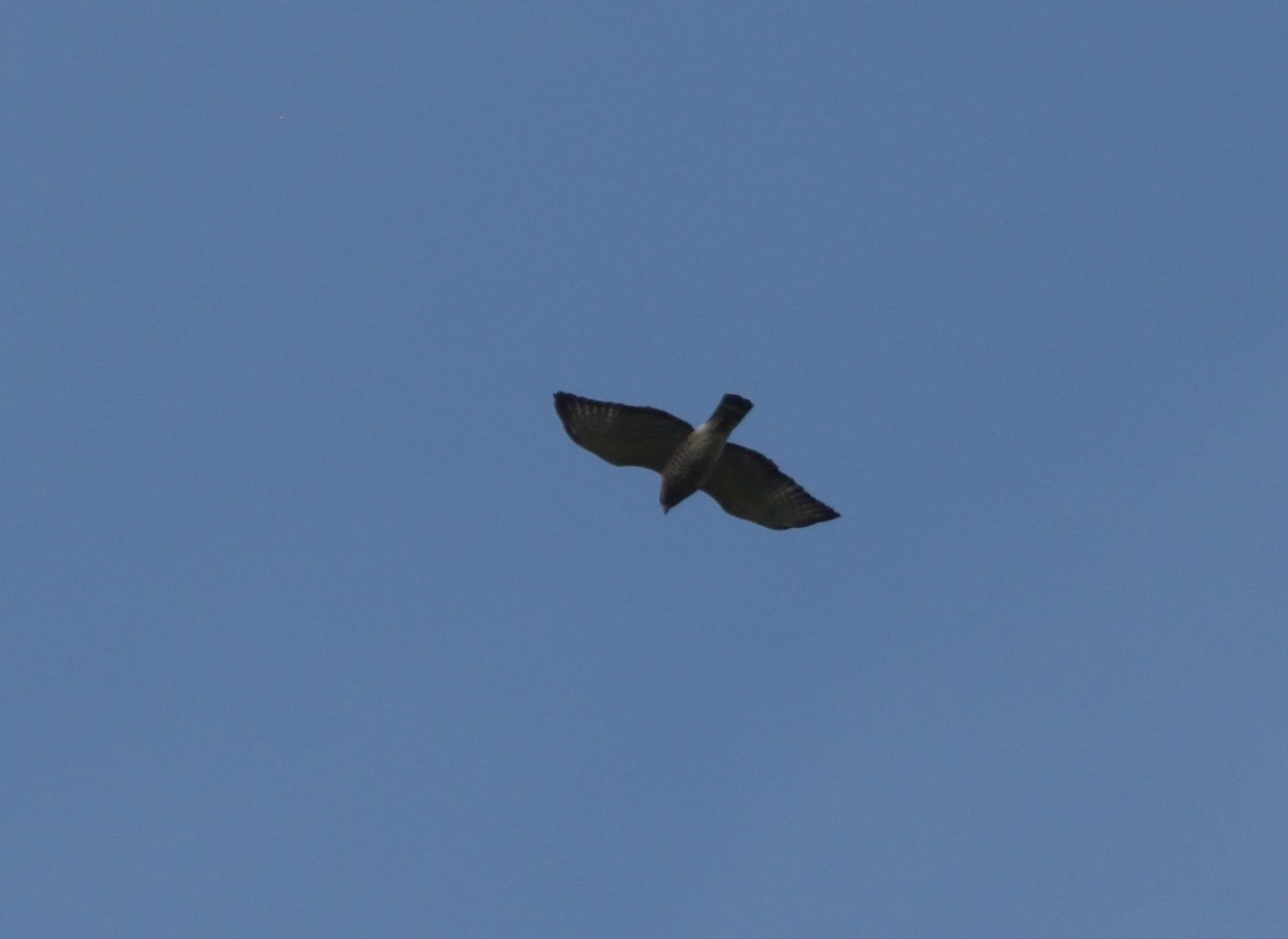 Broad-winged Hawk - Robert Tonge