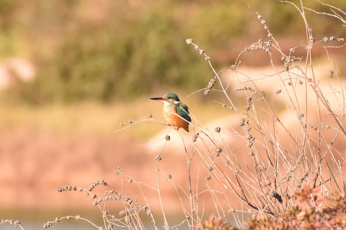 Common Kingfisher - ML613866899