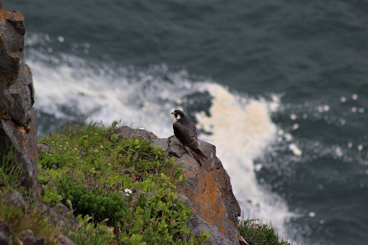 Peregrine Falcon - Andrew Meiborg