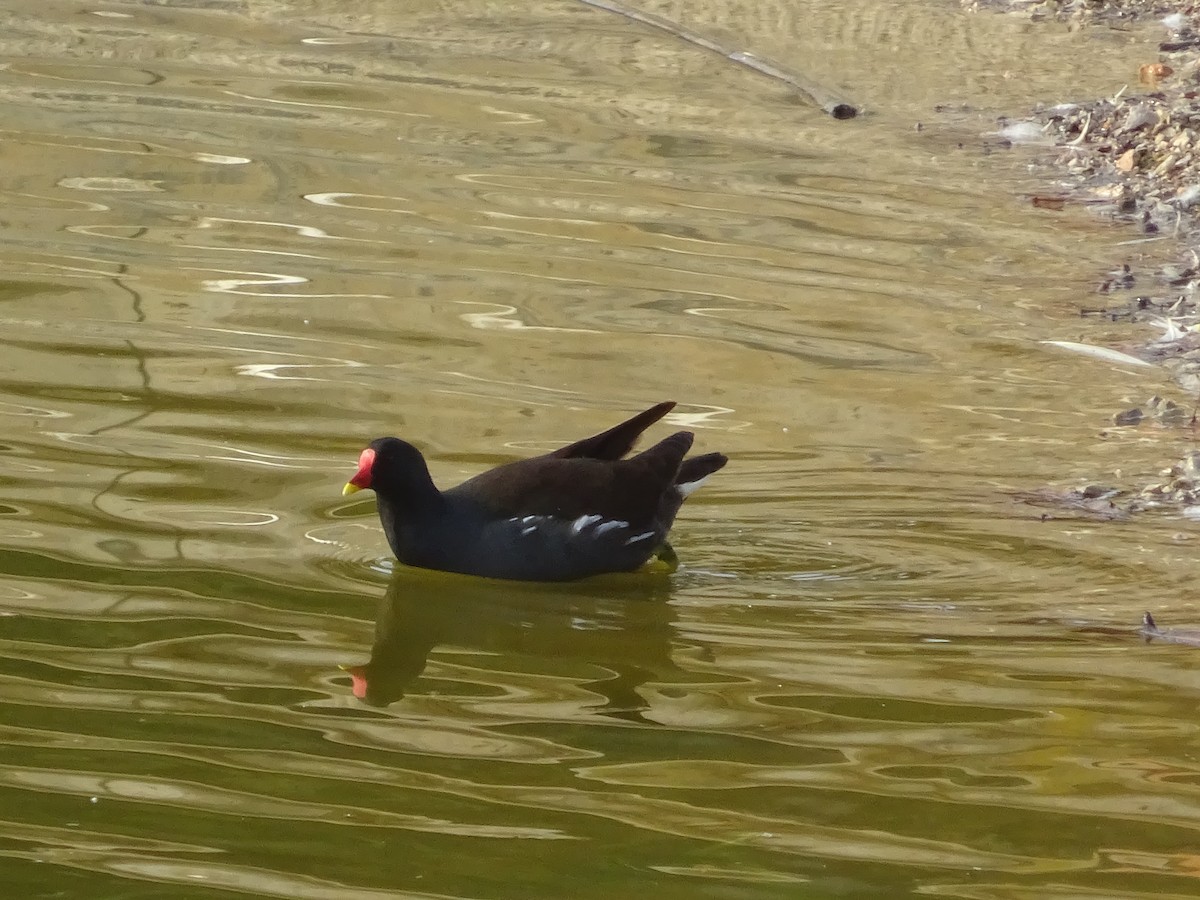 Gallinule poule-d'eau - ML613866983