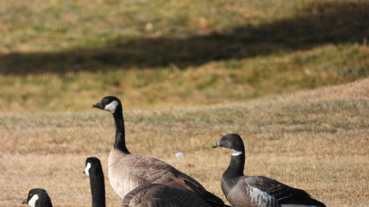 Казарка чорна (підвид nigricans) - ML613867050