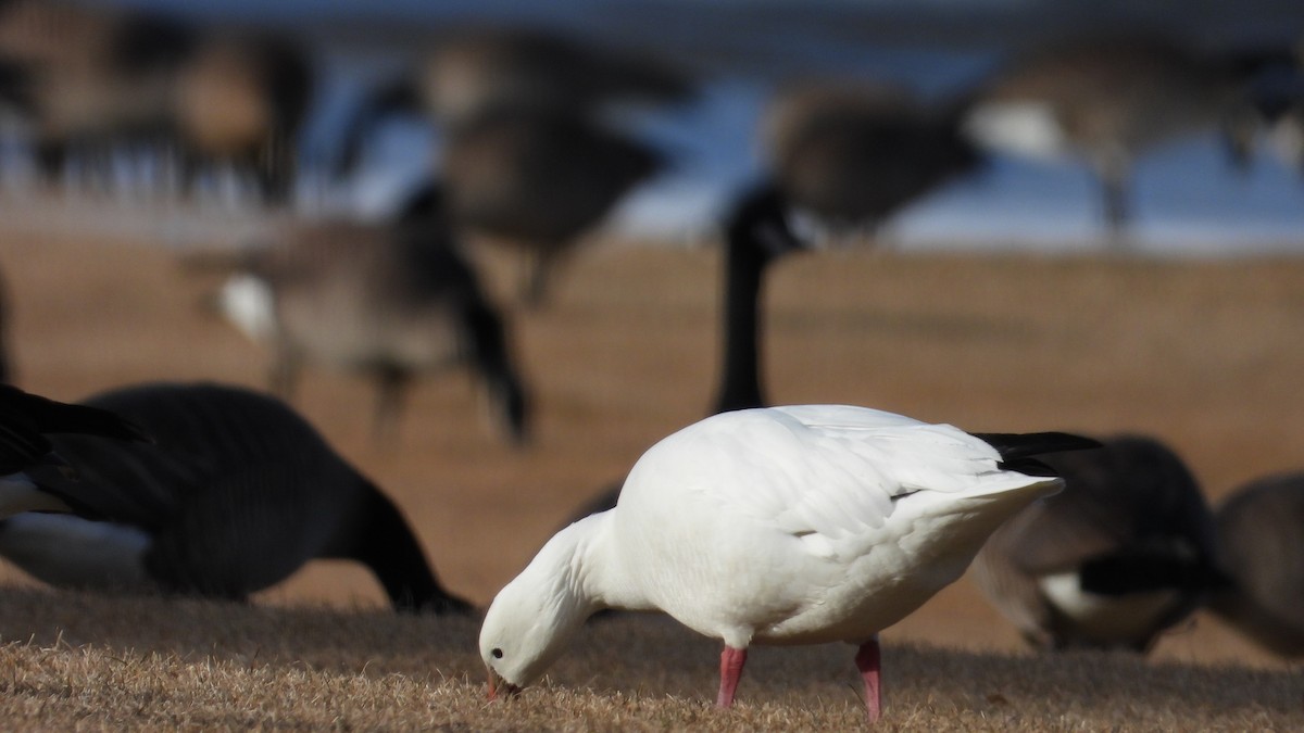 Ross's Goose - Josie Kopchak