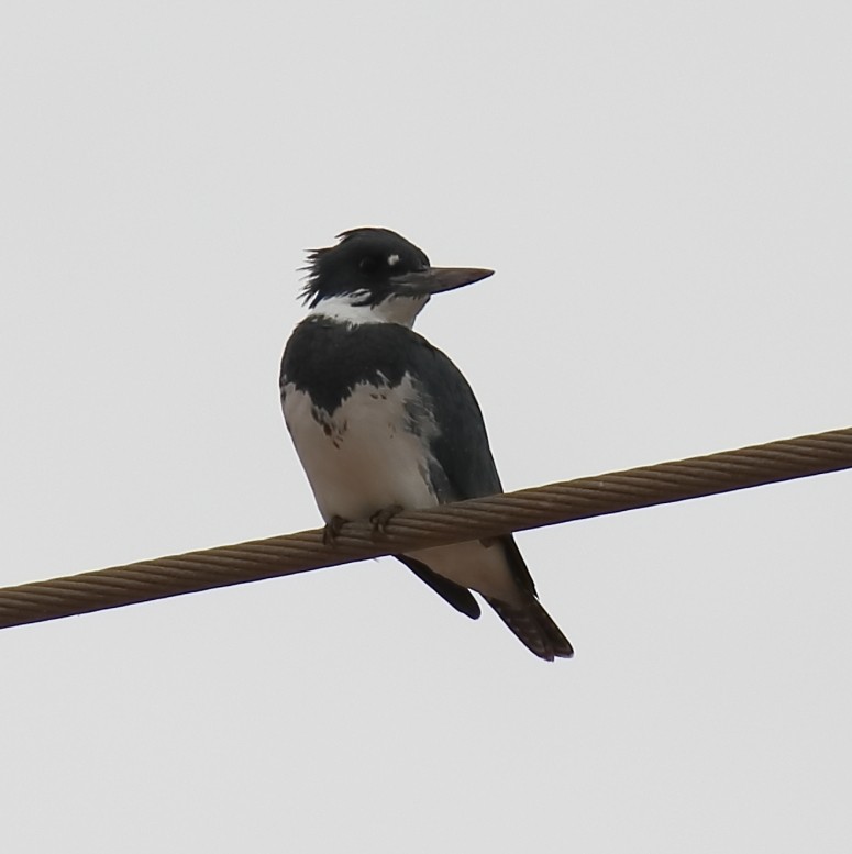 Belted Kingfisher - ML613867074