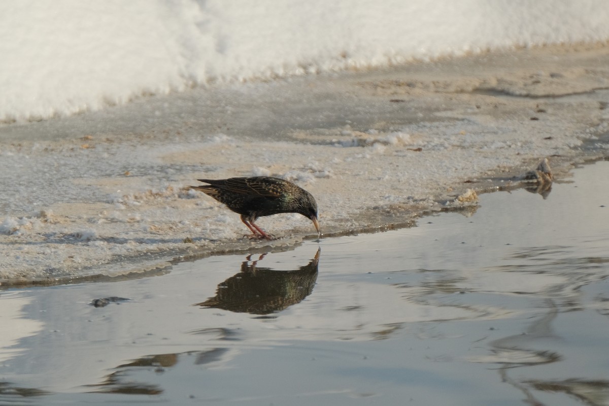 European Starling - ML613867075