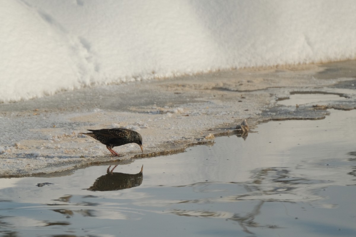 European Starling - ML613867076