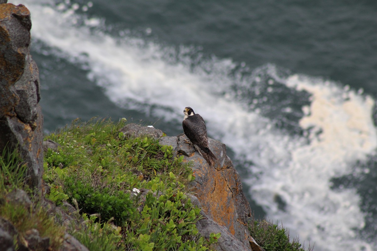 Peregrine Falcon - Andrew Meiborg