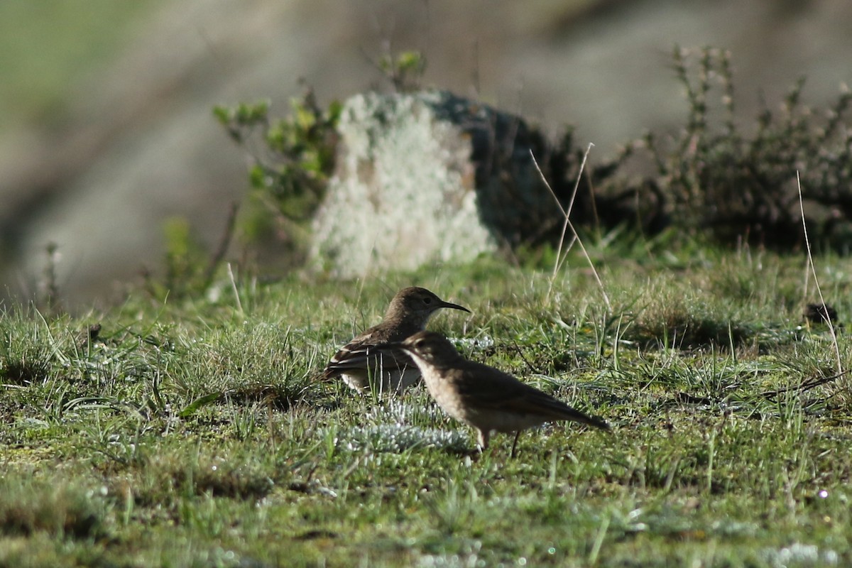 Slender-billed Miner - chen rozen