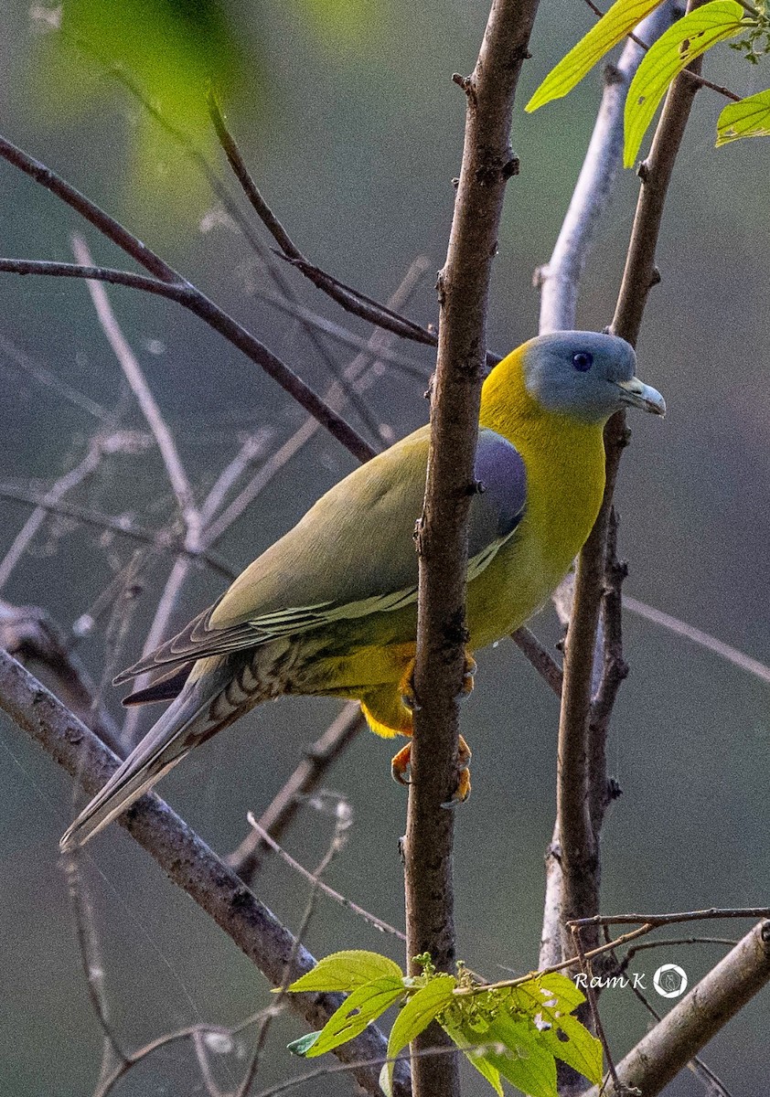 Yellow-footed Green-Pigeon - ML613867138