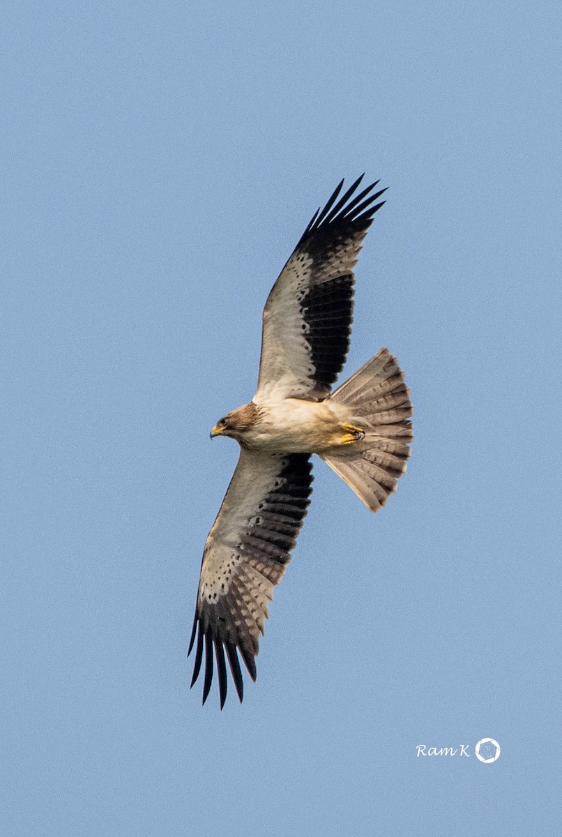 Booted Eagle - ML613867154