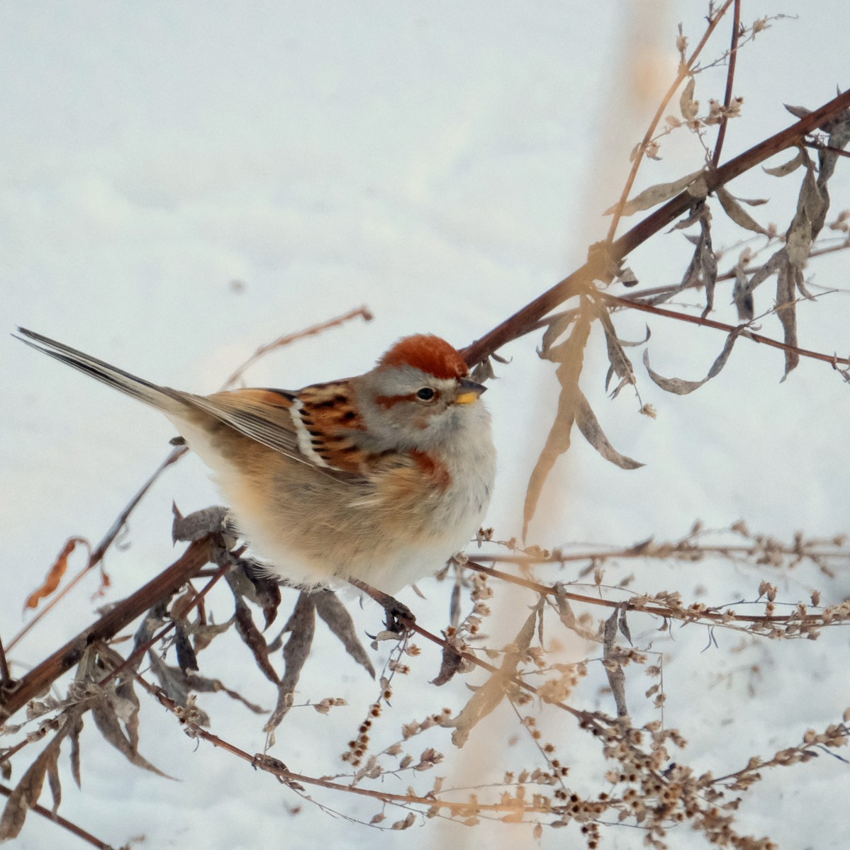 American Tree Sparrow - ML613867157