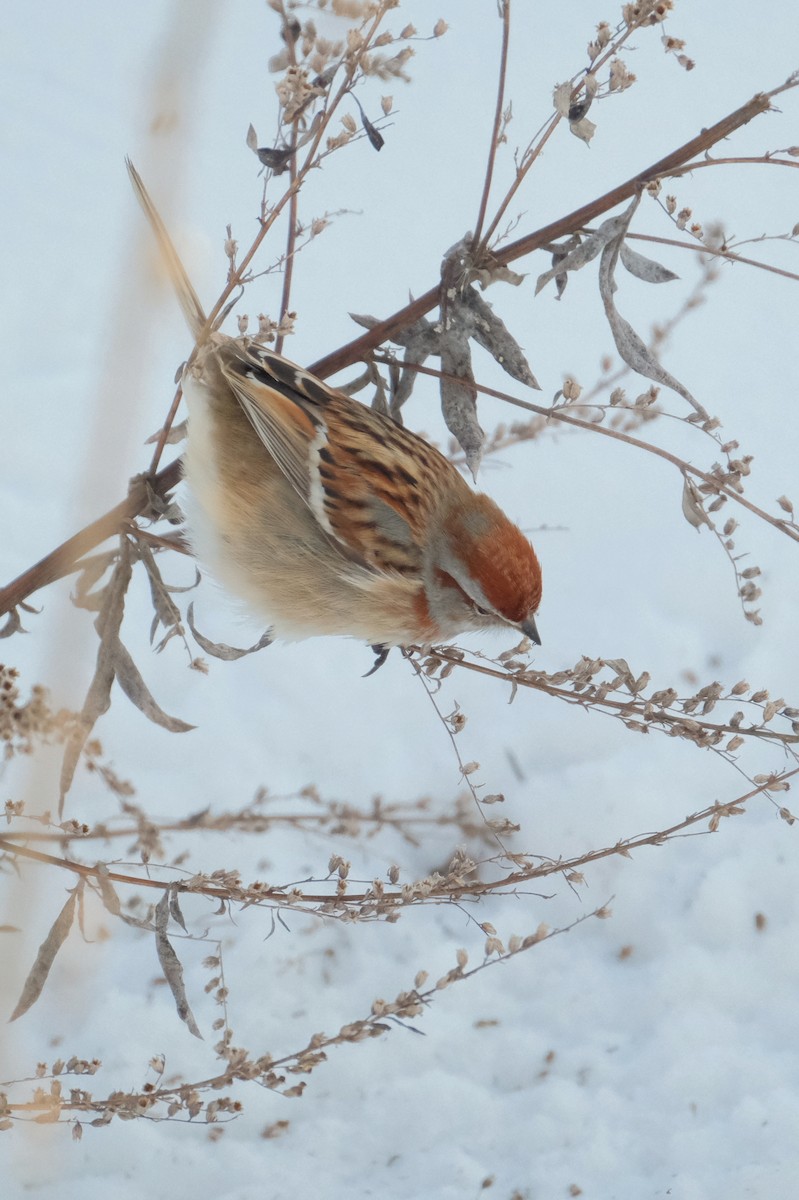 American Tree Sparrow - ML613867159