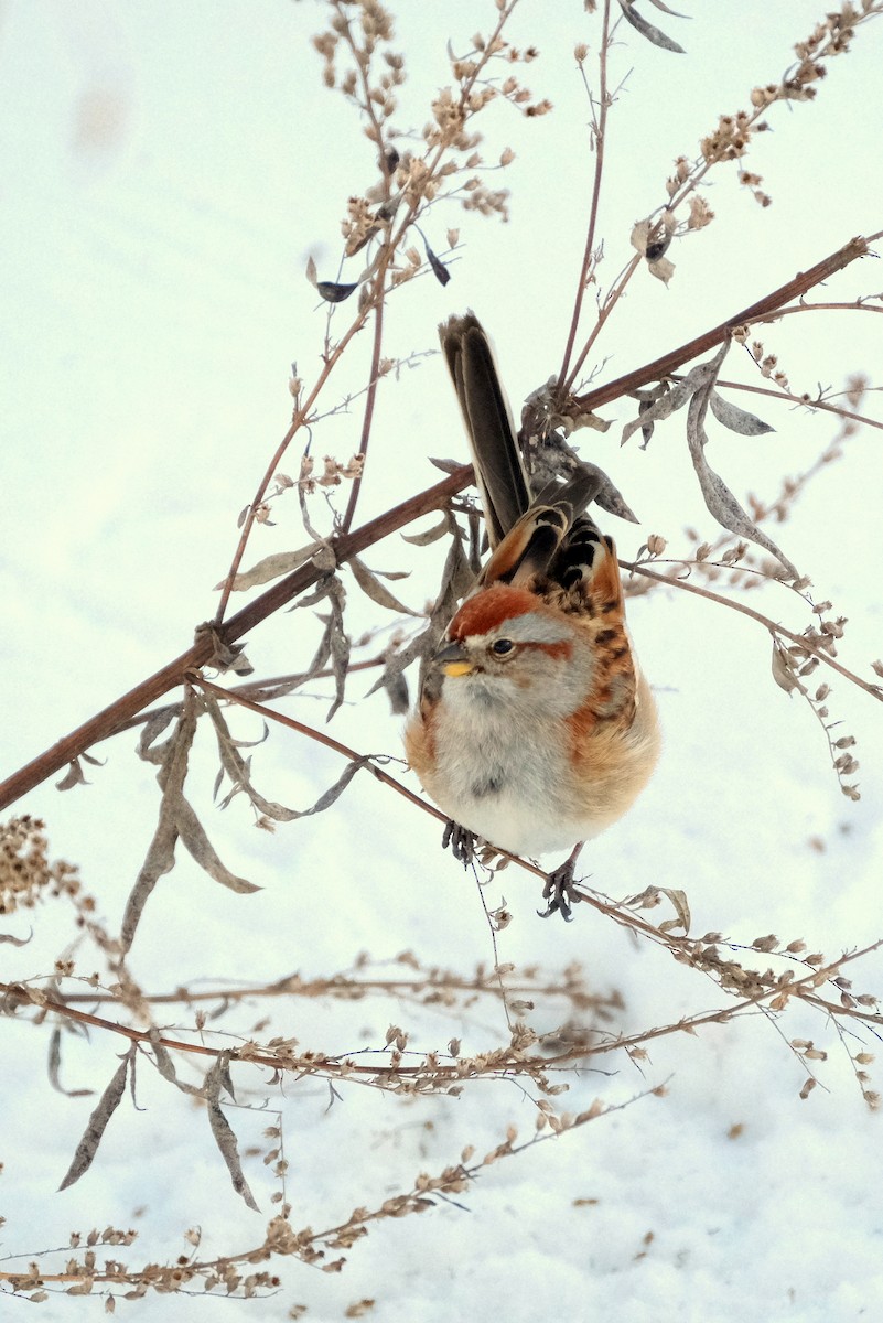 American Tree Sparrow - ML613867160