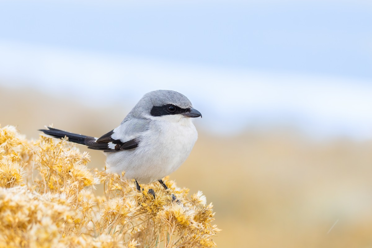 Loggerhead Shrike - Quinn Diaz